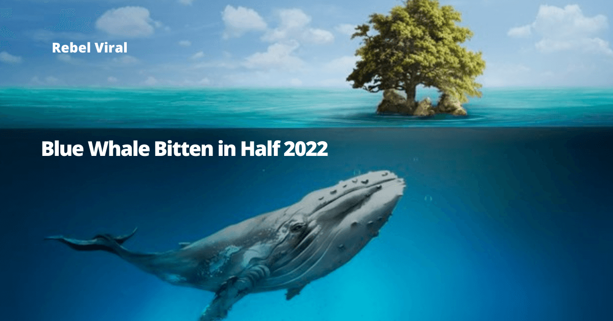 Blue-Whale-Bitten-in-Half-2022-Rebel-Virall