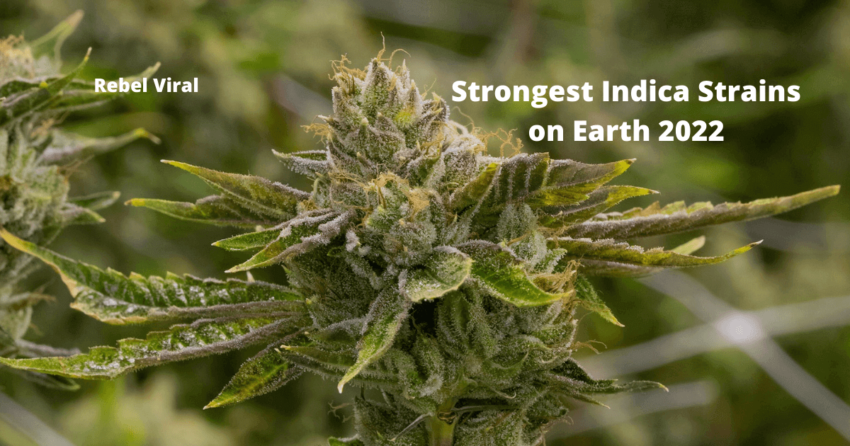Strongest-Indica-Strains-on-Earth-2022-Rebel-Viral