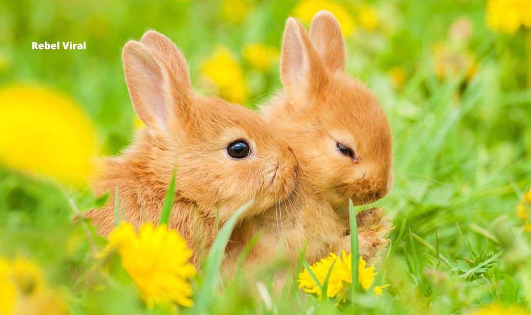 Do Rabbits Eat Their Babies?