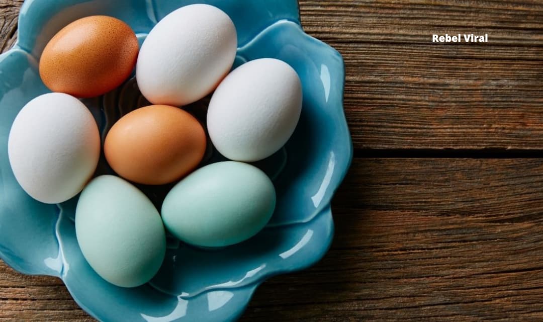 Are Broiler Eggs Good for Your Health or Not?