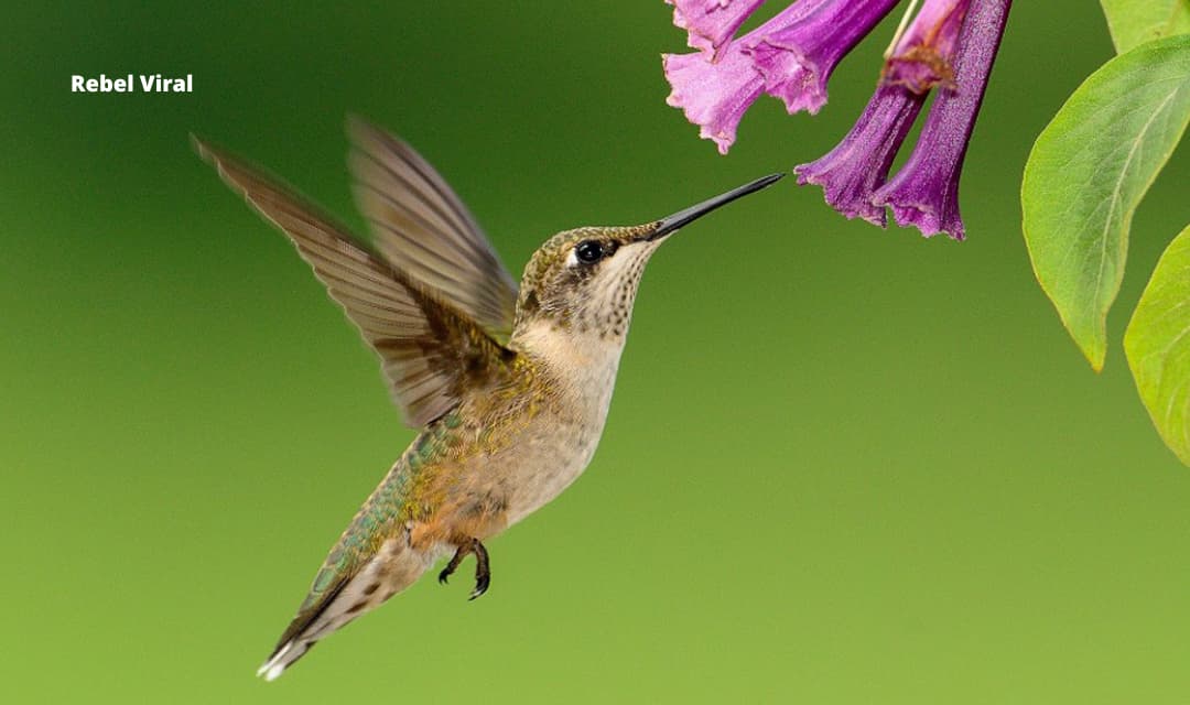How Do Hummingbirds Feed Their Babies?