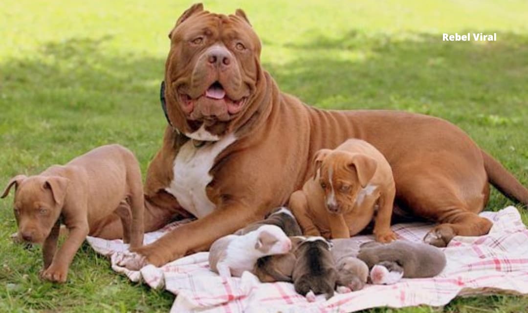 How Many Puppies Can a Pitbull Have at a Time?