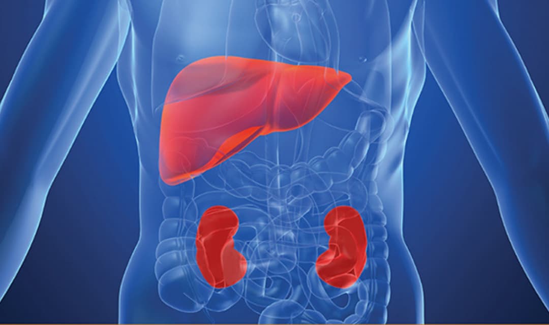 How To Cleanse Or Detox The Liver And Kidneys?