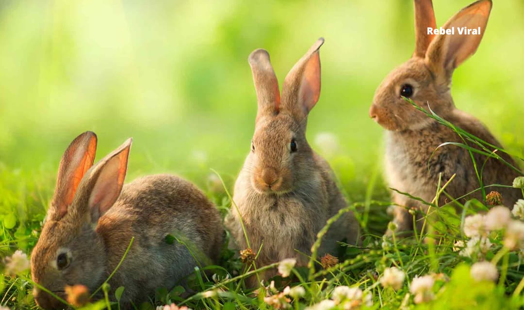 Why Do Rabbits Eat Their Babies?