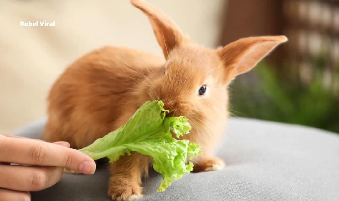 How Long Can Rabbits Go Without Food and Water?