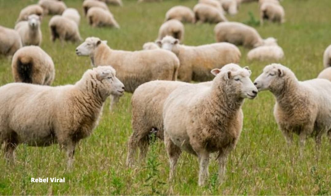 How Much Does a Sheep Cost UK 2022?
