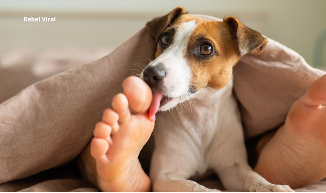 Why Does My Dog Lick My Feet?
