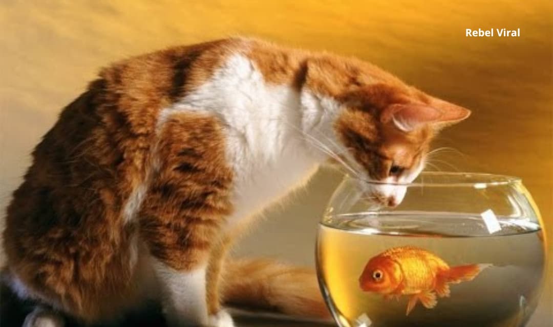 Why Do Cats Hate Water but Love Fish?