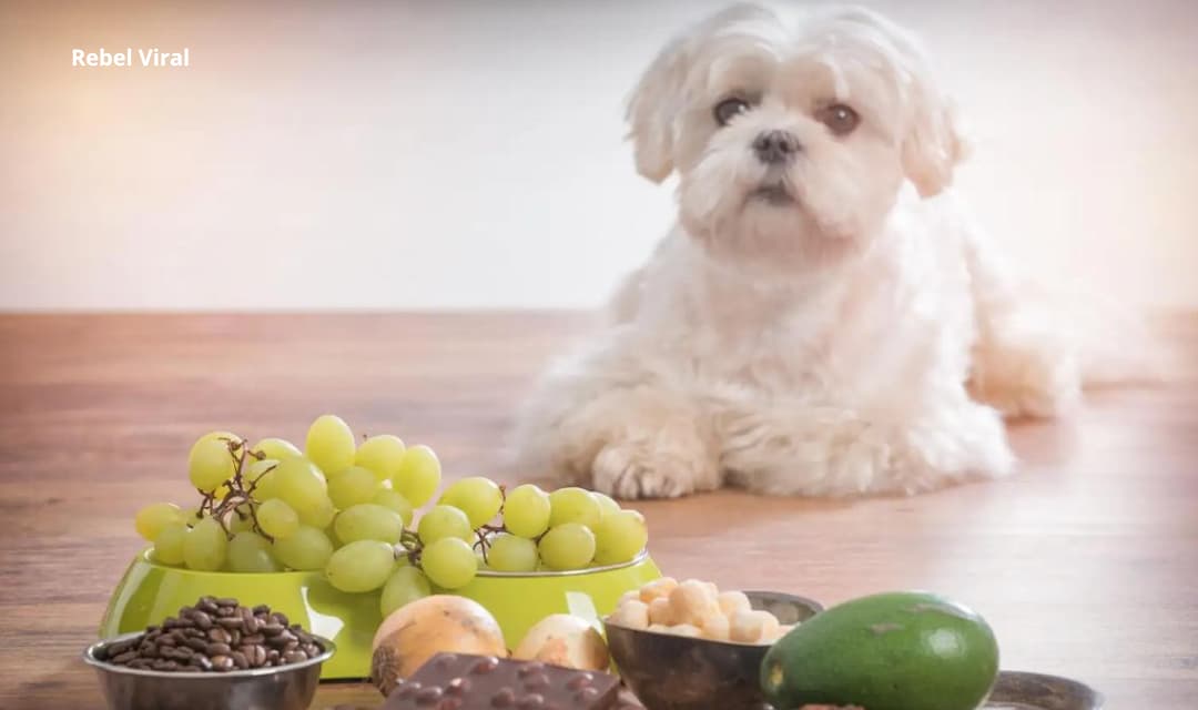 Why Are Grapes Bad for Dogs and Not Humans?