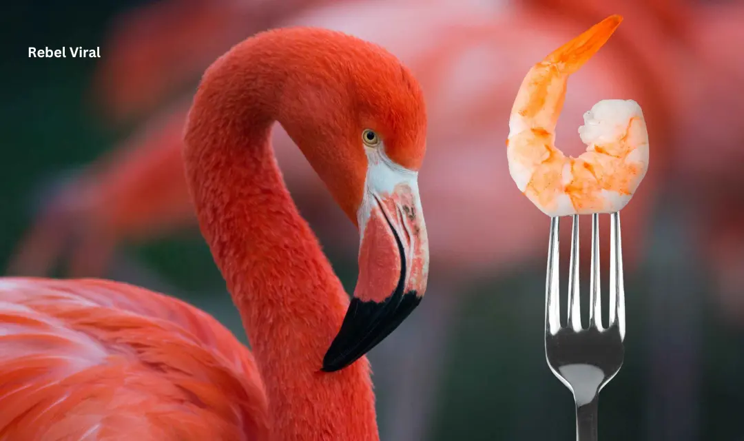 Why Are Flamingos Pink Shrimp or Orange in Color?