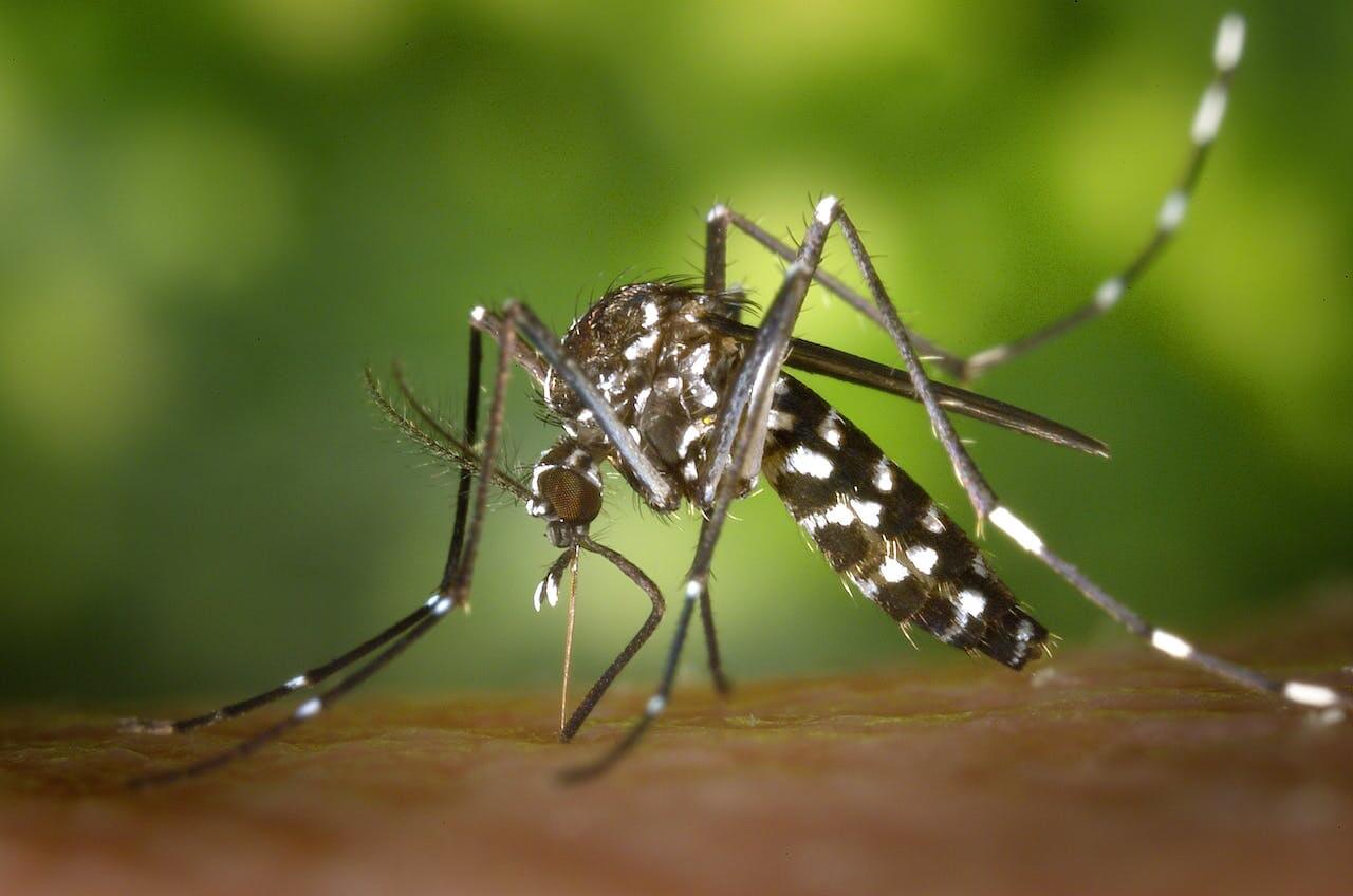 How to Keep Mosquitoes Out of Your House